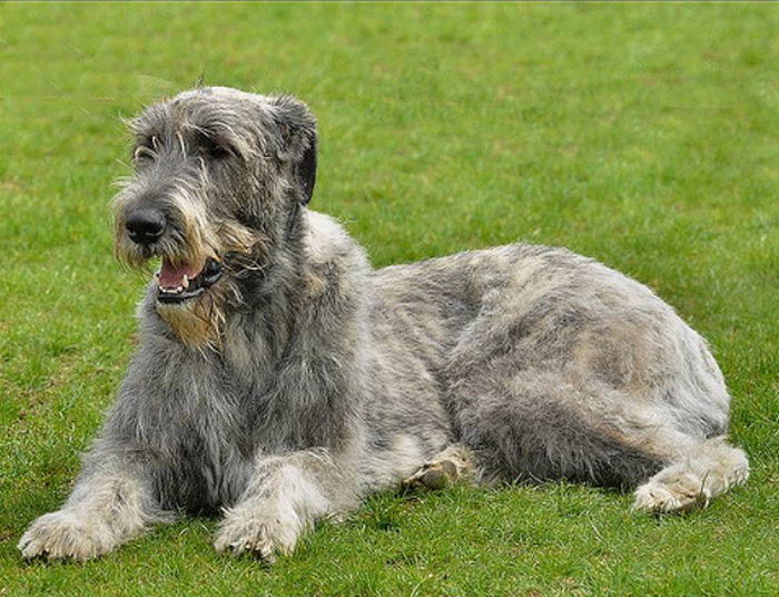 Ирландский волкодав (Irish Wolfhound) — Животные и природа