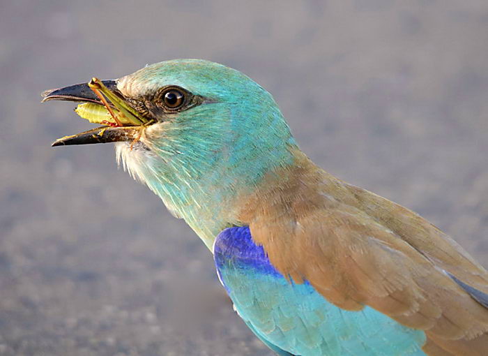 Сизоворонка (Coracias garrulus L.) — Животные и природа