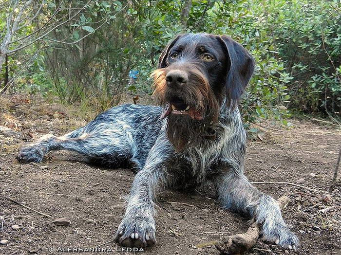 Дратхаар немецкий (Deutsch Drahthaar, German Wire-haired Pointer) — Животные и природа